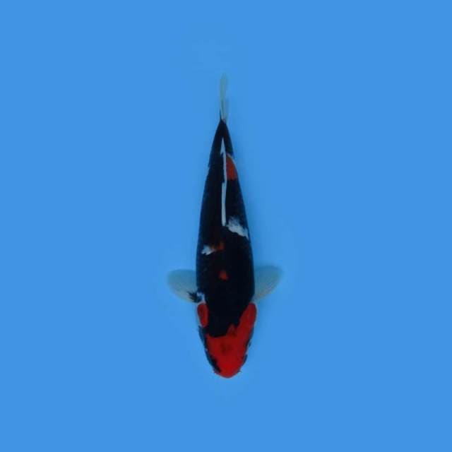 30CM - Black Showa