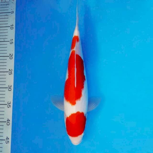 ARMATA 14 ~ KOHAKU ™
