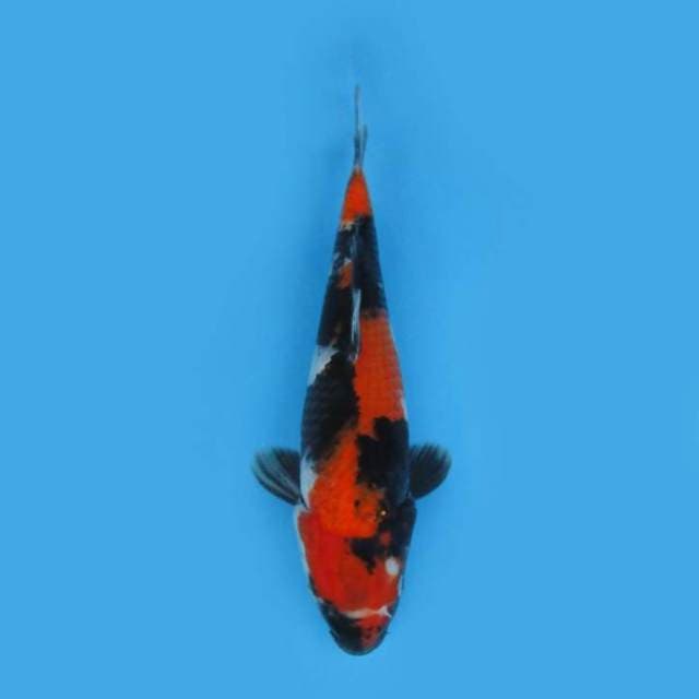 30CM - Hi Showa