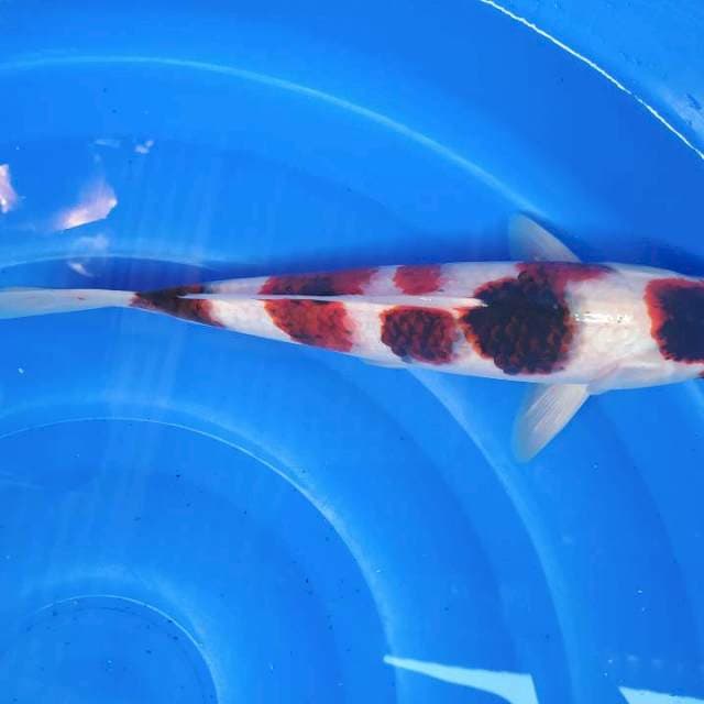 Goromo 34cm