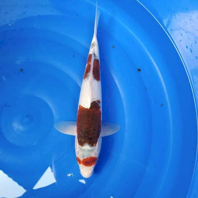 Goromo 37cm