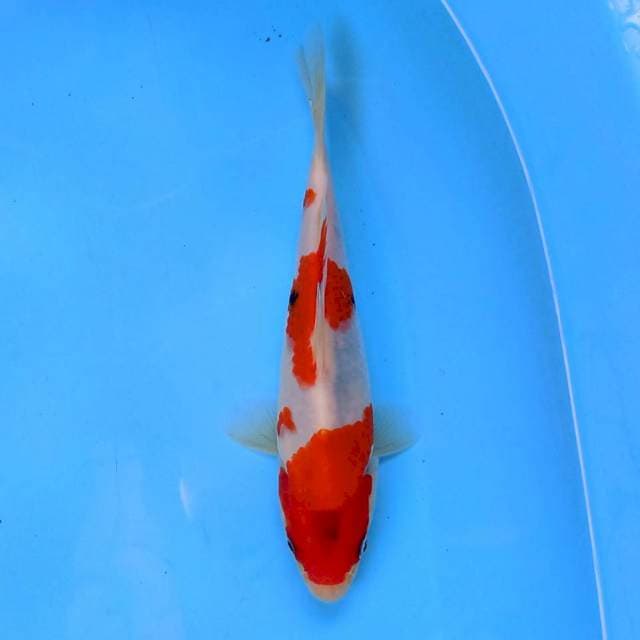 Tategoi Sanke 20 cm