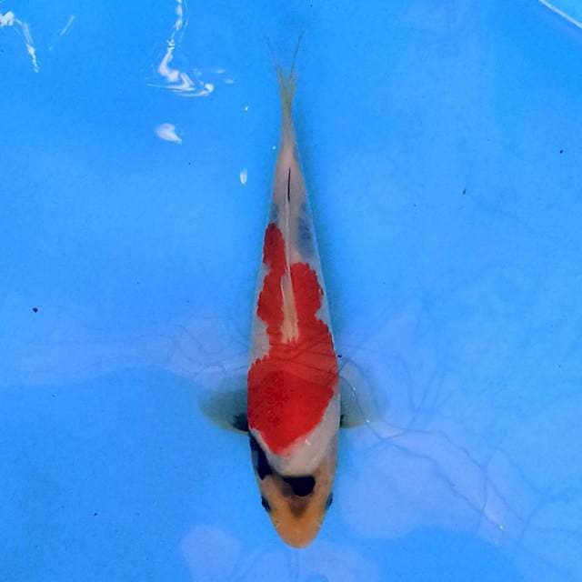 Showa 19 cm