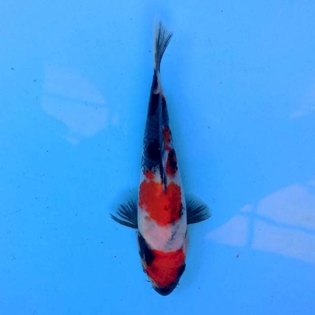 Showa 18 cm