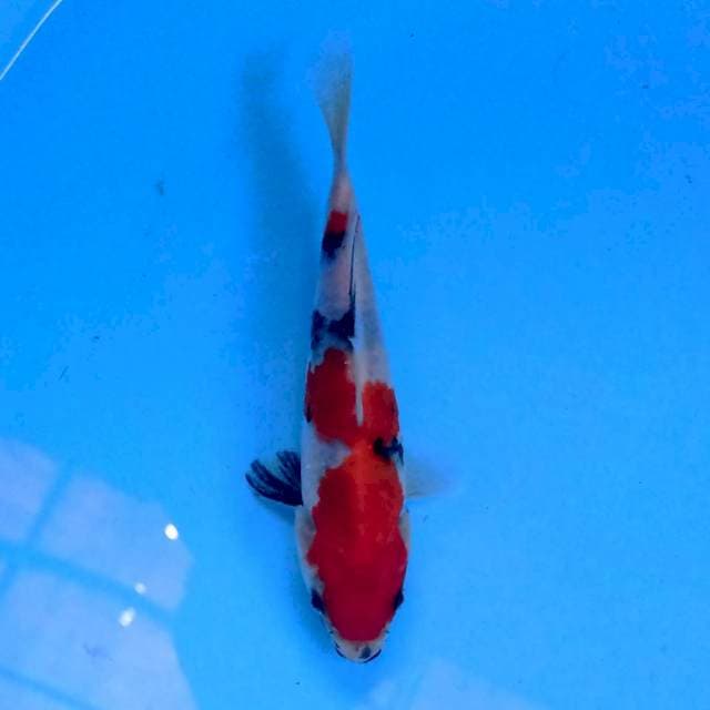 Showa 17 cm