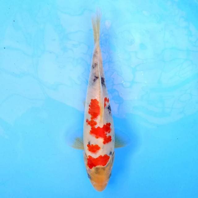 Sanke Sakura 21 cm