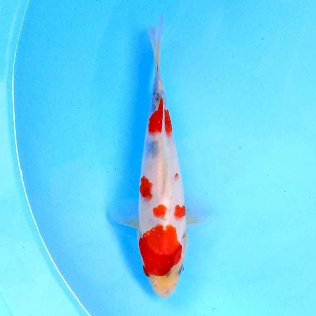 Tategoi Sanke 19 cm
