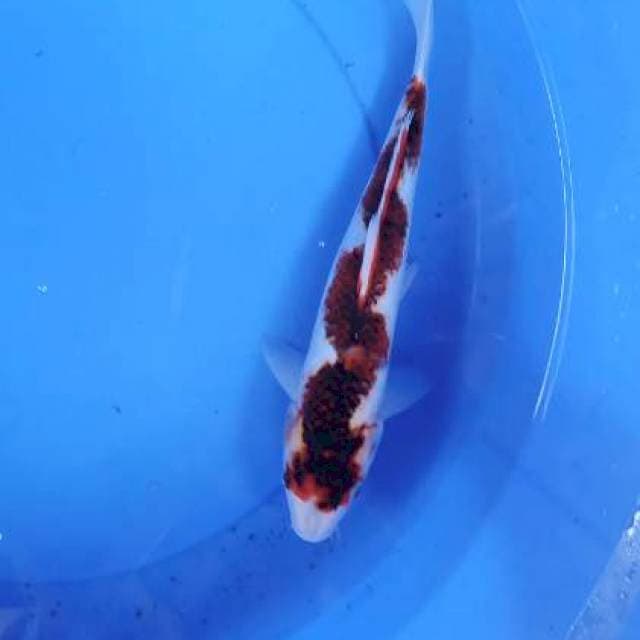Sumigoromo 30 cm .