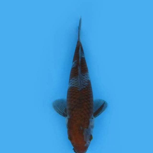 26CM - Ochiba