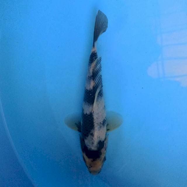 Shiro 19 cm