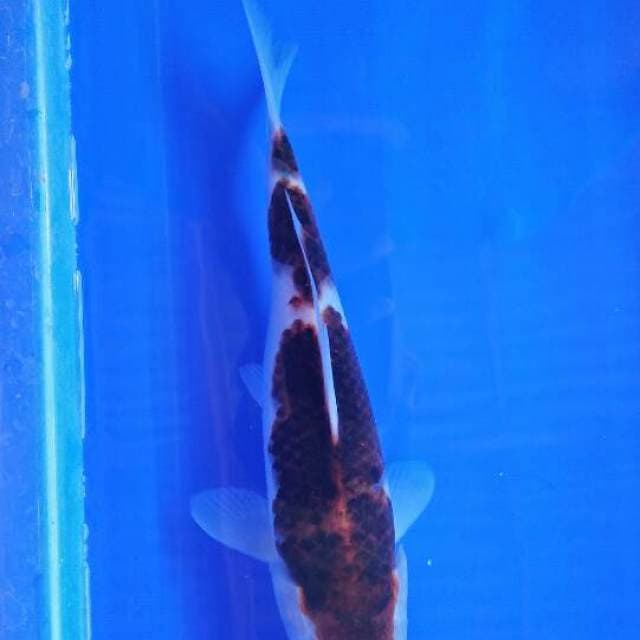 Goromo