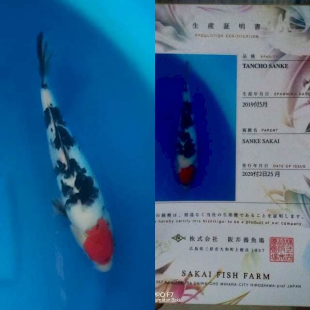 Tanco sanke sakai
