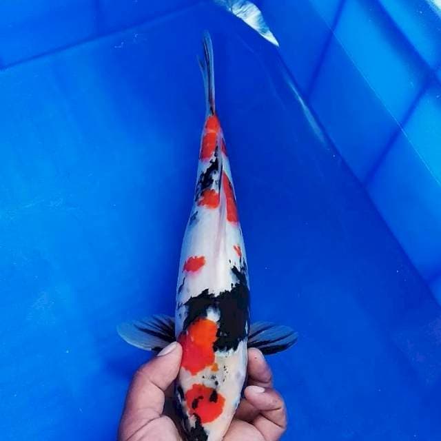 Maruten showa 34cm