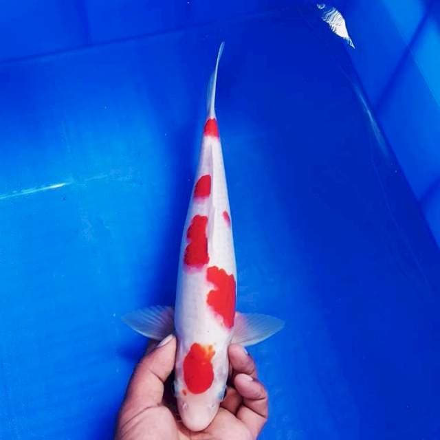 Maruten kohaku 33cm