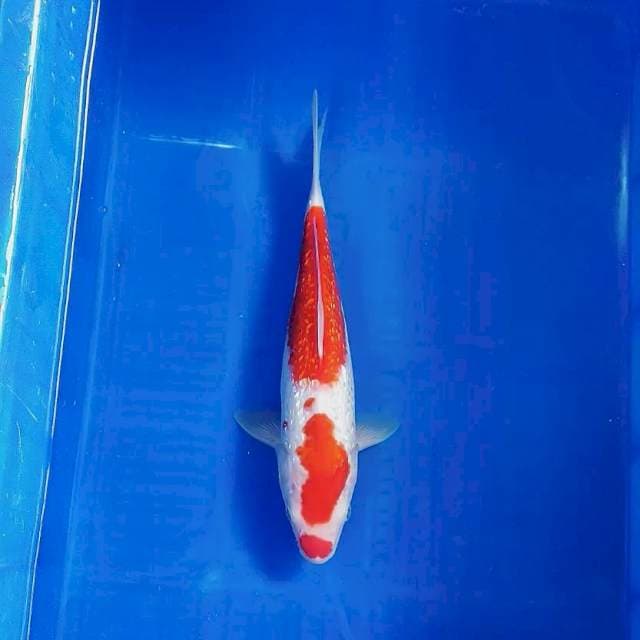 Kohaku ginrin 32cm