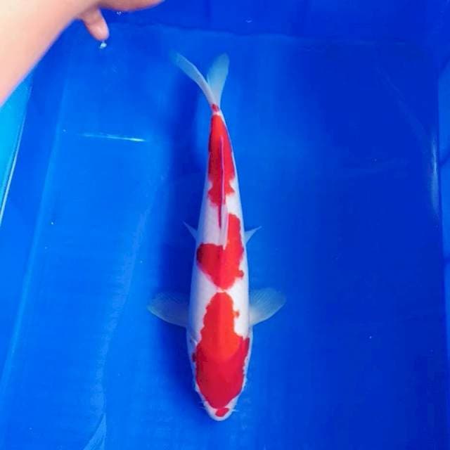 Kohaku 33cm