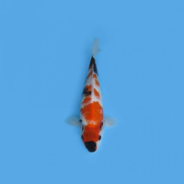36CM - Showa