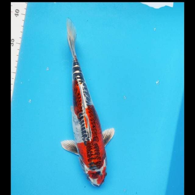 Antik#2 30cm male