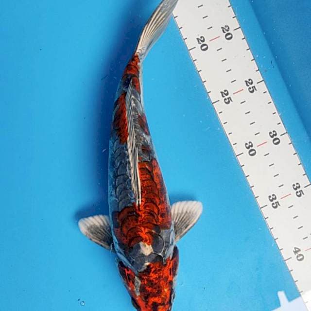 Antik#3 28cm male