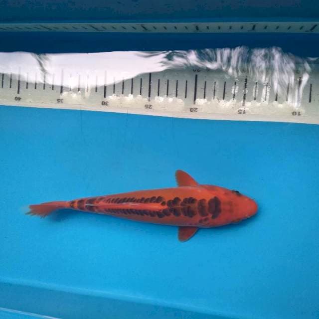 Hi sushui 24cm