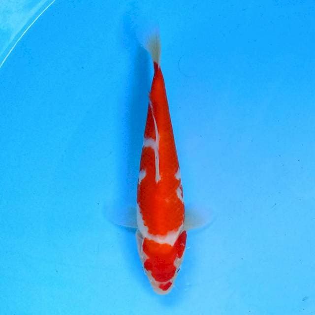 Kohaku 19 cm 