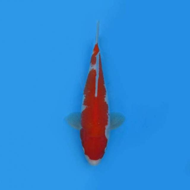 26CM - Kohaku