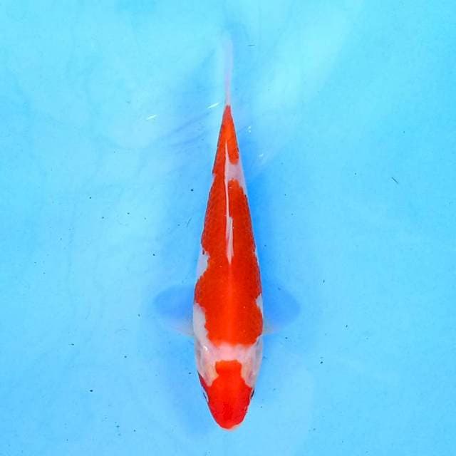 Kohaku 19 cm 