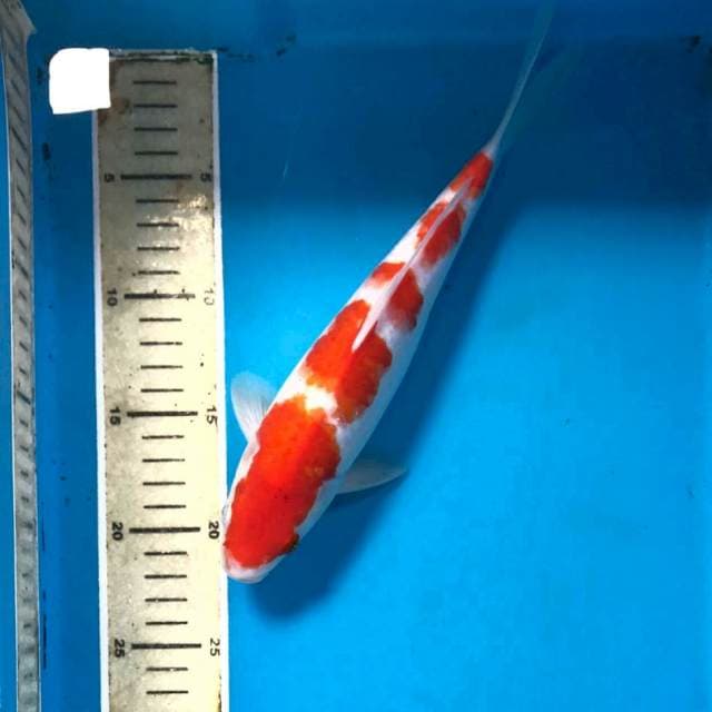 Kohaku, 25 cm