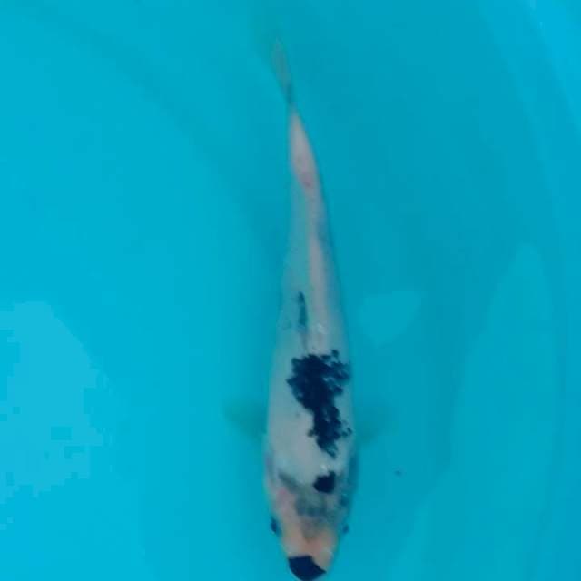 Indukan GKK 60cm nisai 