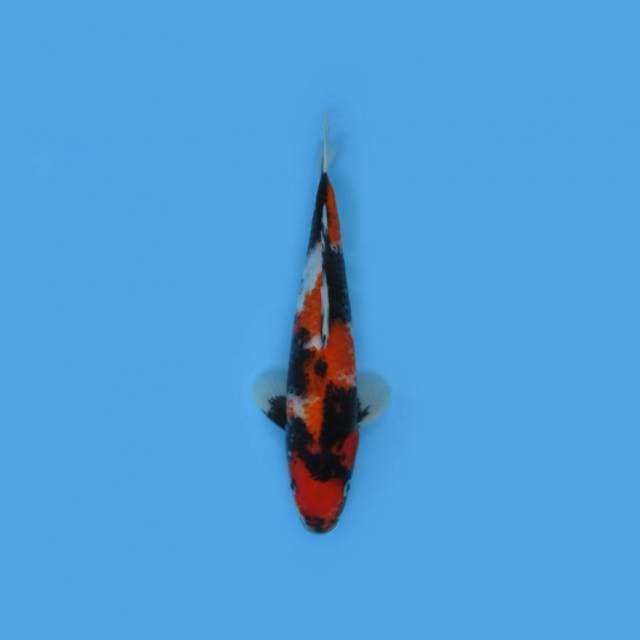 31CM - Showa