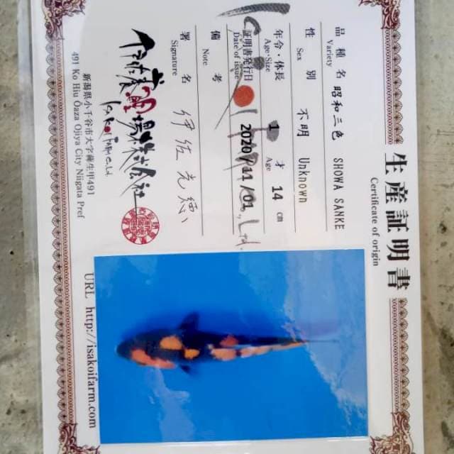 Showa isa koi farm