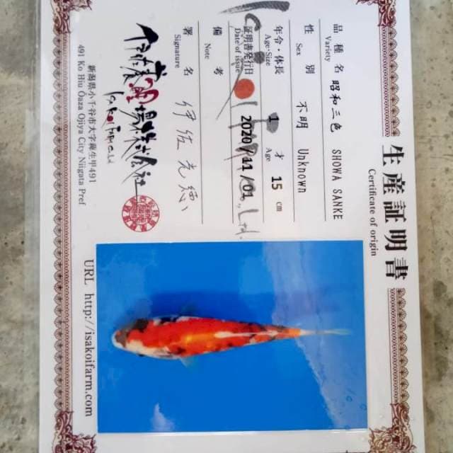 Showa isa koi farm