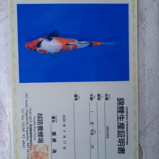 Showa koshiji