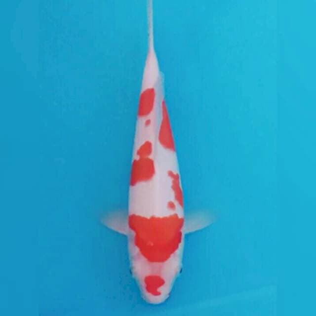 30cm maruten kohaku