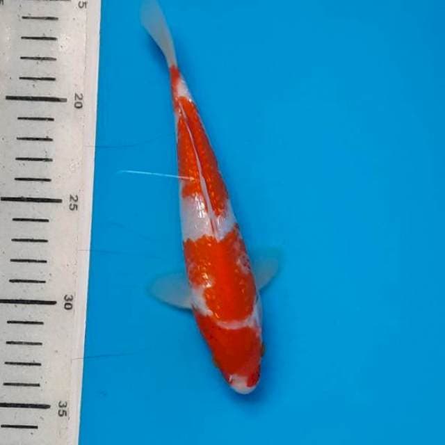 Kuhaku gindrin 18cm