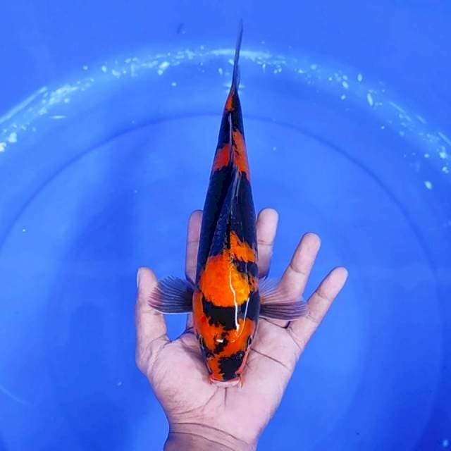 2. Hi Showa || 30 cm || Jantan