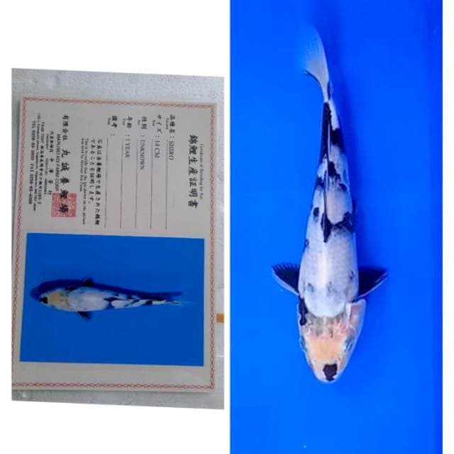 Shiro Serti Marusei 