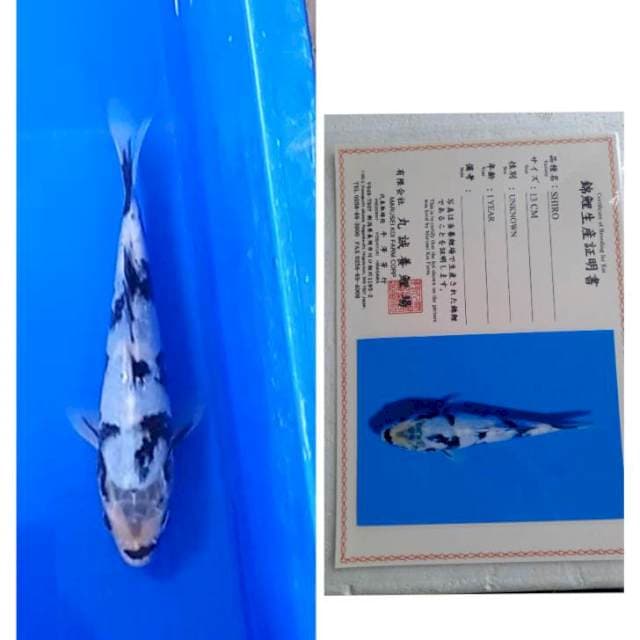 Shiro Import Marusei