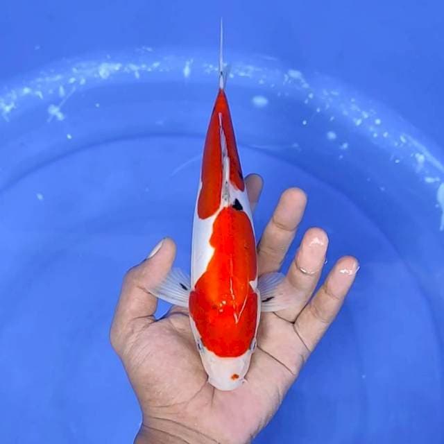 8. Sanke Doitsu || 25 cm