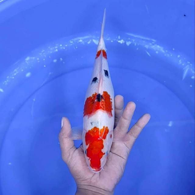 12. Sanke || 29 cm