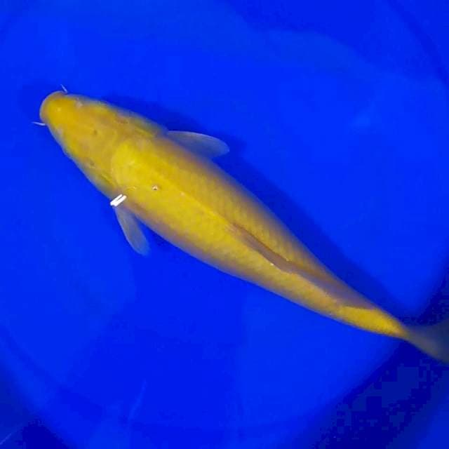 KARASHI YELLOW 35CM...💡