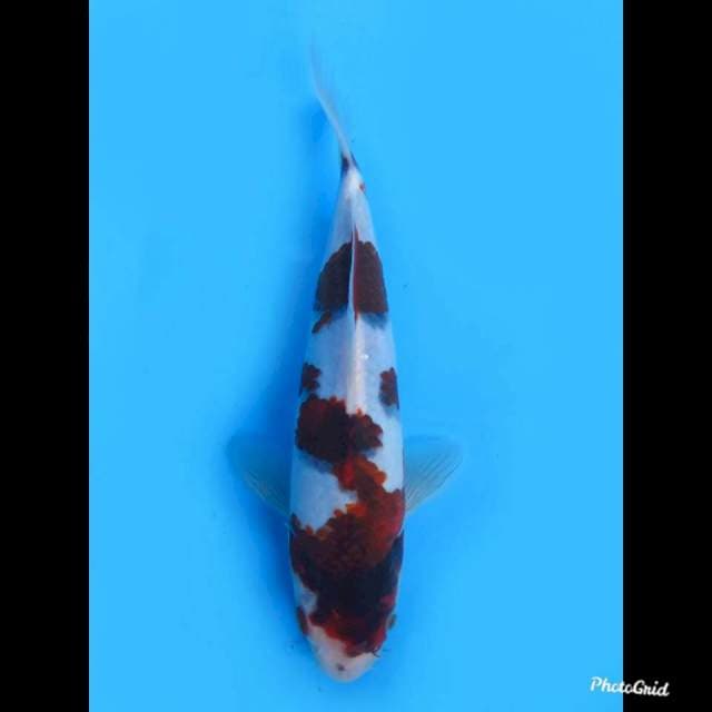 24cm male , Goromo Ori