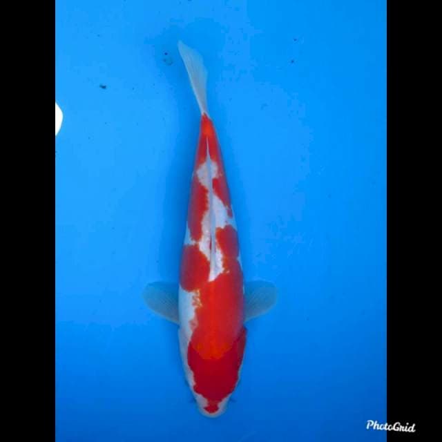 30cm male , Kohaku Doitsu Murni
