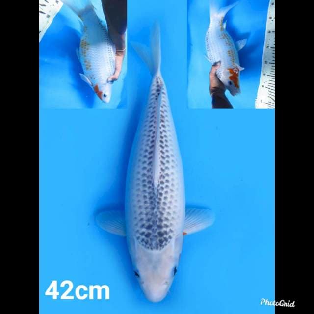 42cm fml , F1 Jumbo Asagi