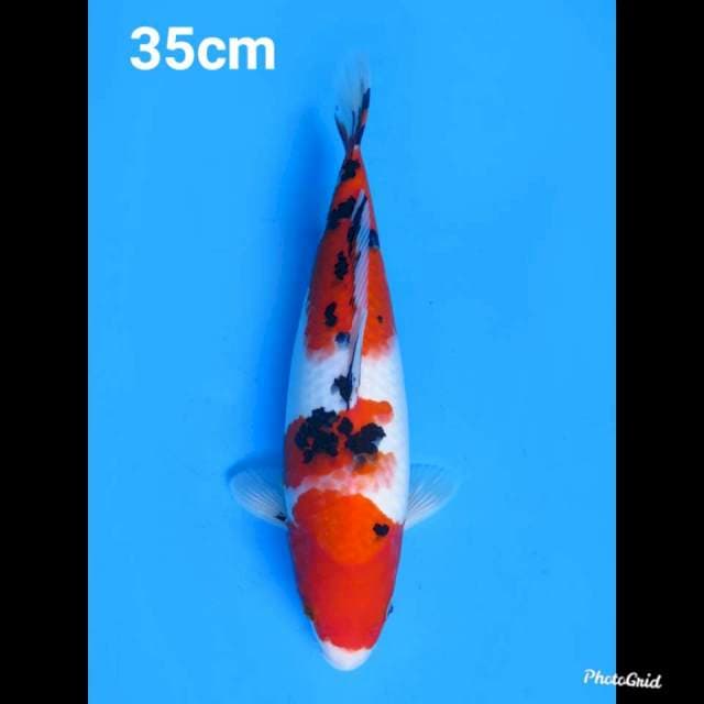 35cm fml , Taisho Sanke Bulky