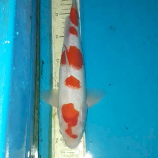 Kohaku 34 cm