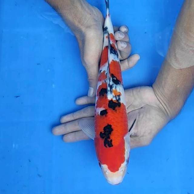 Sanke 33cm