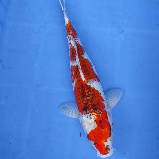 Kojaku 40cm