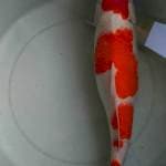 Kohaku 40 up