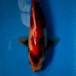 Showa prospek bahan keep 20bu